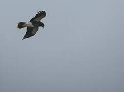 Carunculated Caracara