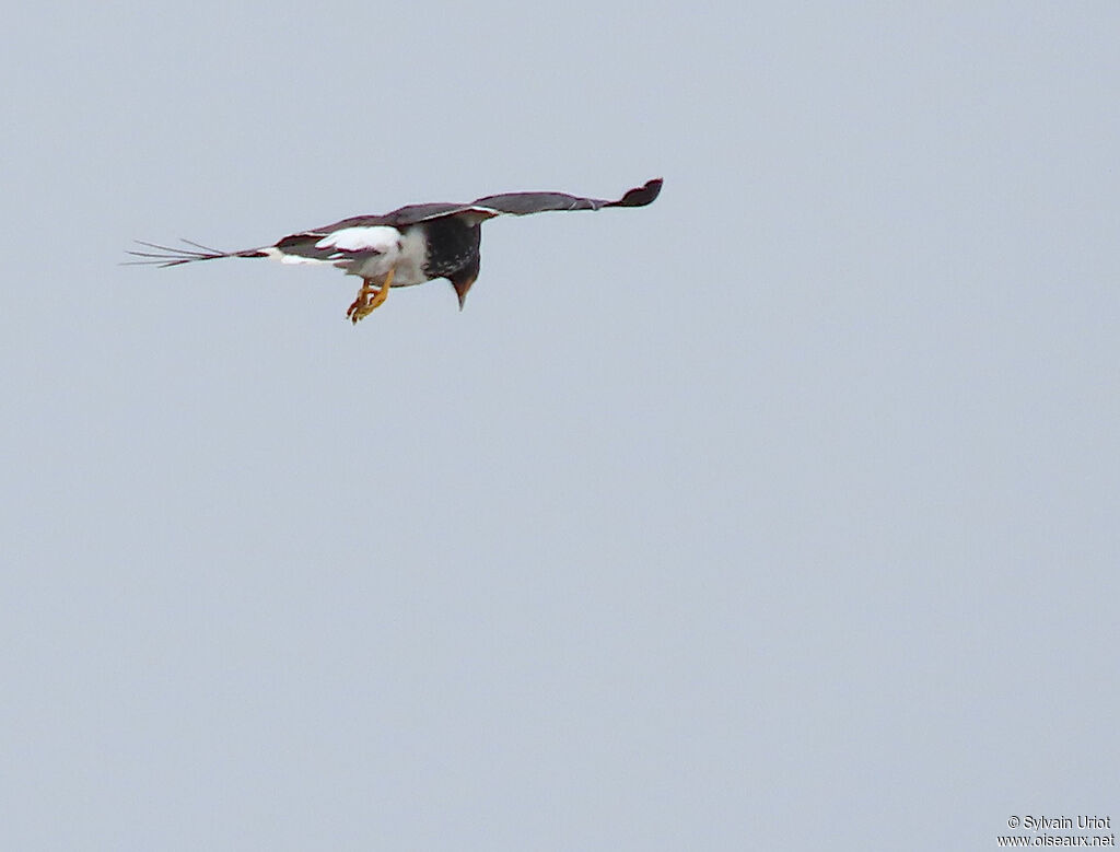 Carunculated Caracaraadult