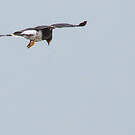 Caracara caronculé