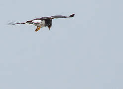 Carunculated Caracara