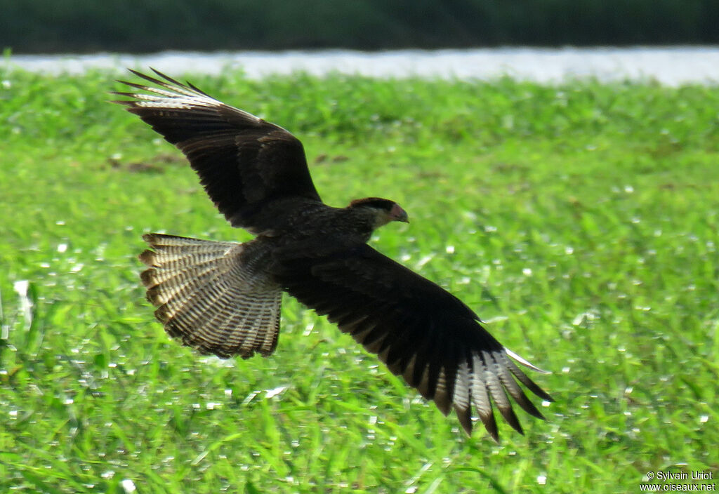 Caracara du Nord1ère année