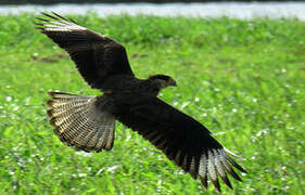 Crested Caracara (cheriway)