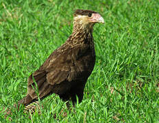 Crested Caracara (cheriway)