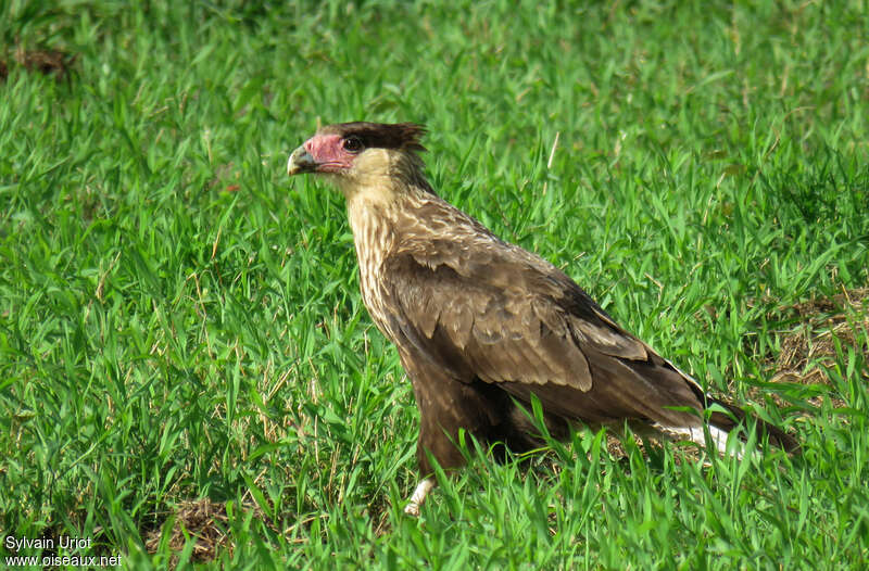 Crested Caracara (cheriway)First year, pigmentation