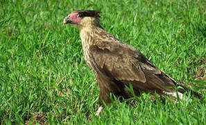 Crested Caracara (cheriway)