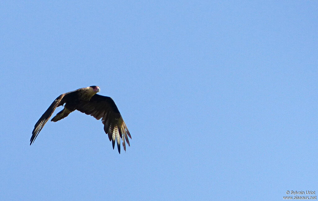 Crested Caracara (cheriway)subadult