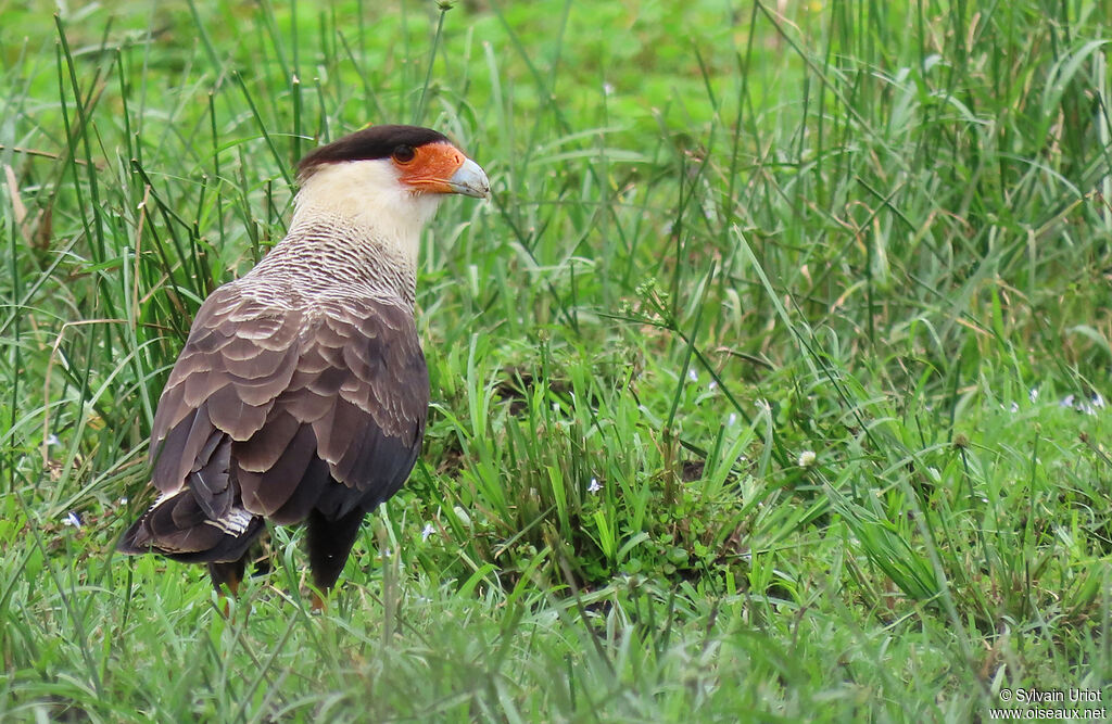 Crested Caracara (cheriway)adult