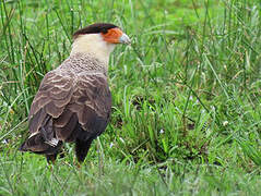 Crested Caracara (cheriway)