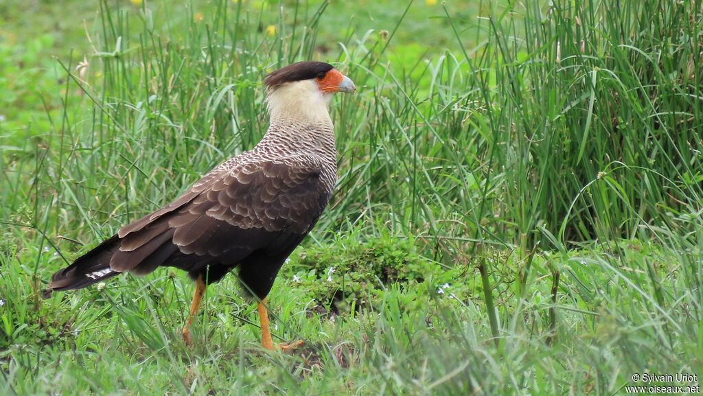 Caracara du Nordadulte