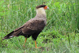 Crested Caracara (cheriway)