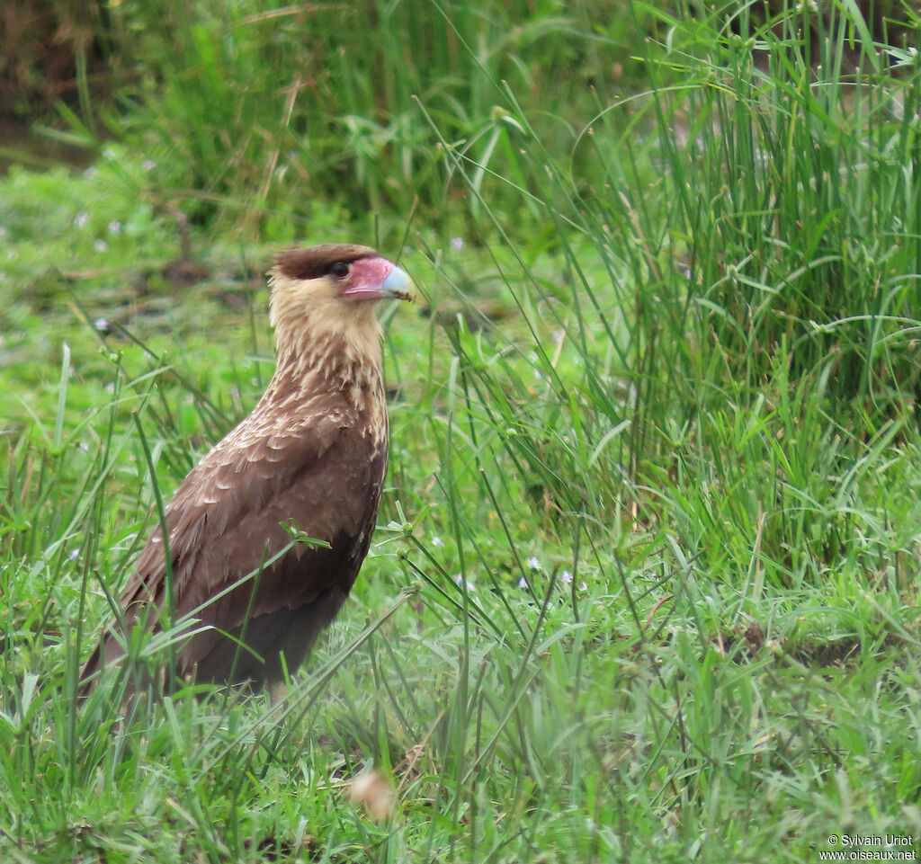 Caracara du Nordjuvénile