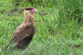 Crested Caracara (cheriway)