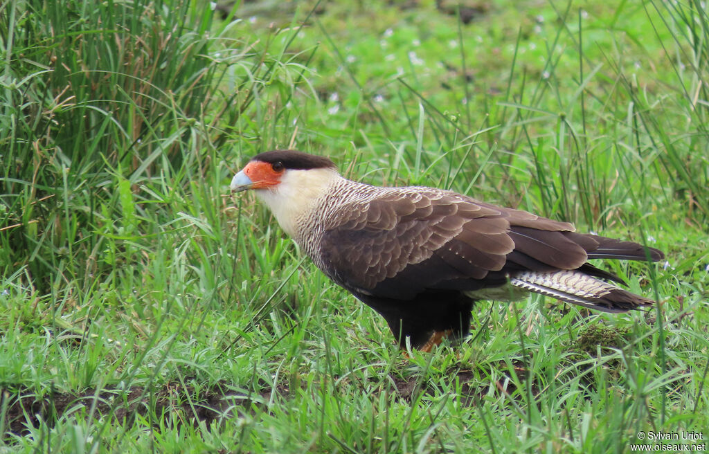 Crested Caracara (cheriway)adult