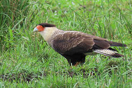 Crested Caracara (cheriway)