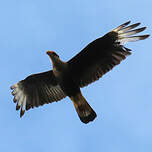 Caracara huppé