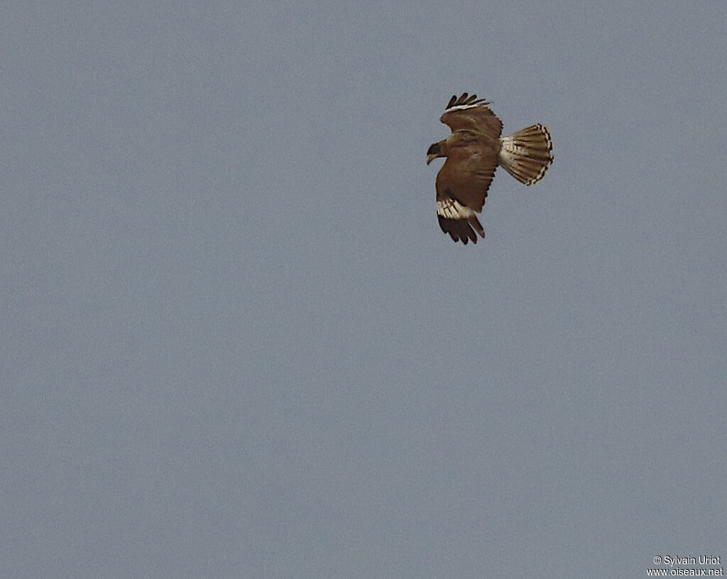 Mountain Caracaraimmature