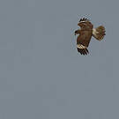 Caracara montagnard