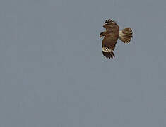 Mountain Caracara