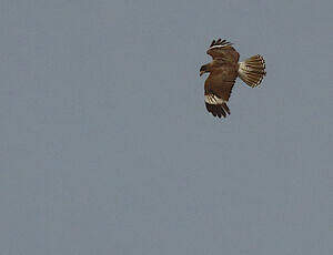 Caracara montagnard