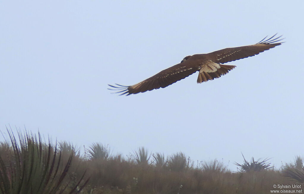 Caracara montagnardjuvénile