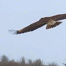 Caracara montagnard