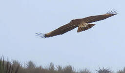 Caracara montagnard