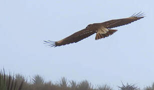 Caracara montagnard