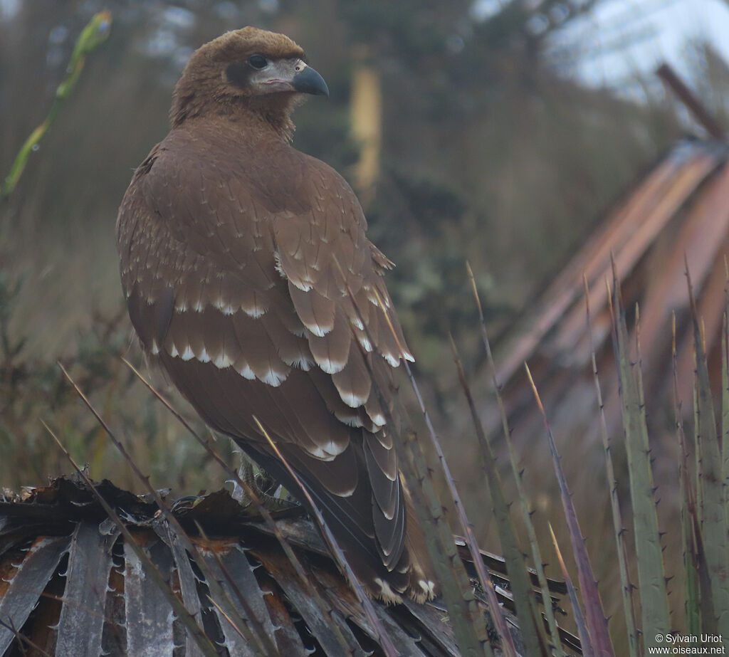 Caracara montagnardjuvénile