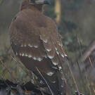 Caracara montagnard