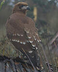 Caracara montagnard