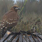 Caracara montagnard