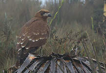 Caracara montagnard