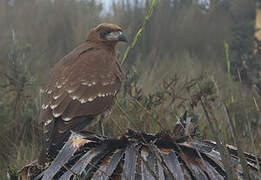 Mountain Caracara