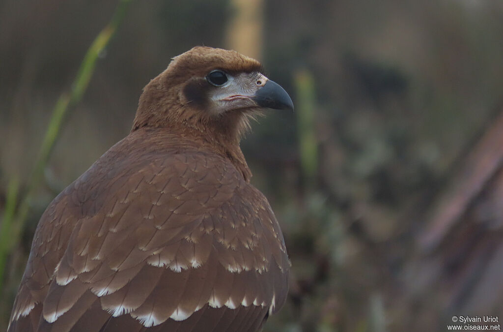 Caracara montagnardjuvénile