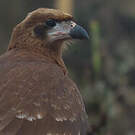 Caracara montagnard