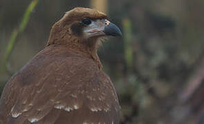 Mountain Caracara