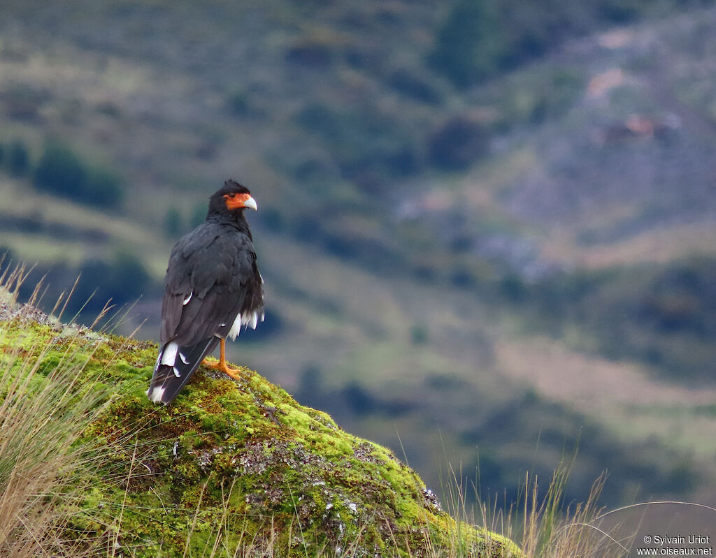 Caracara montagnardadulte