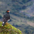 Caracara montagnard
