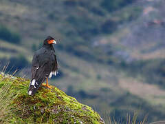 Mountain Caracara