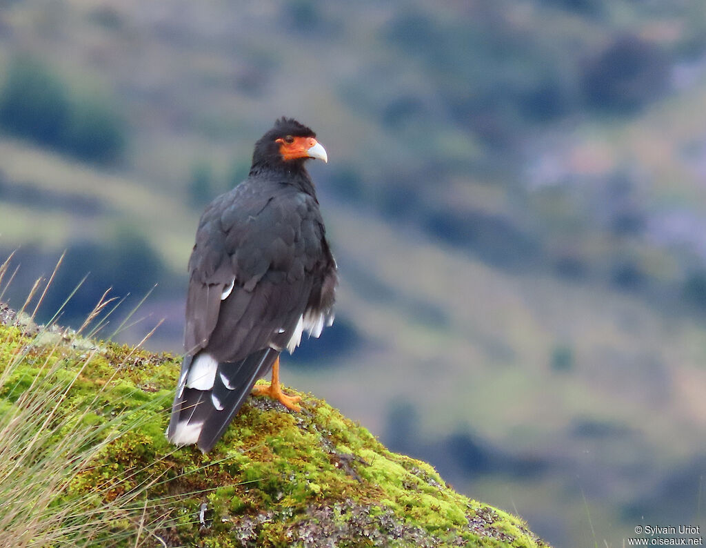 Caracara montagnardadulte