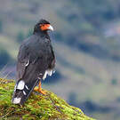 Caracara montagnard
