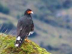 Mountain Caracara