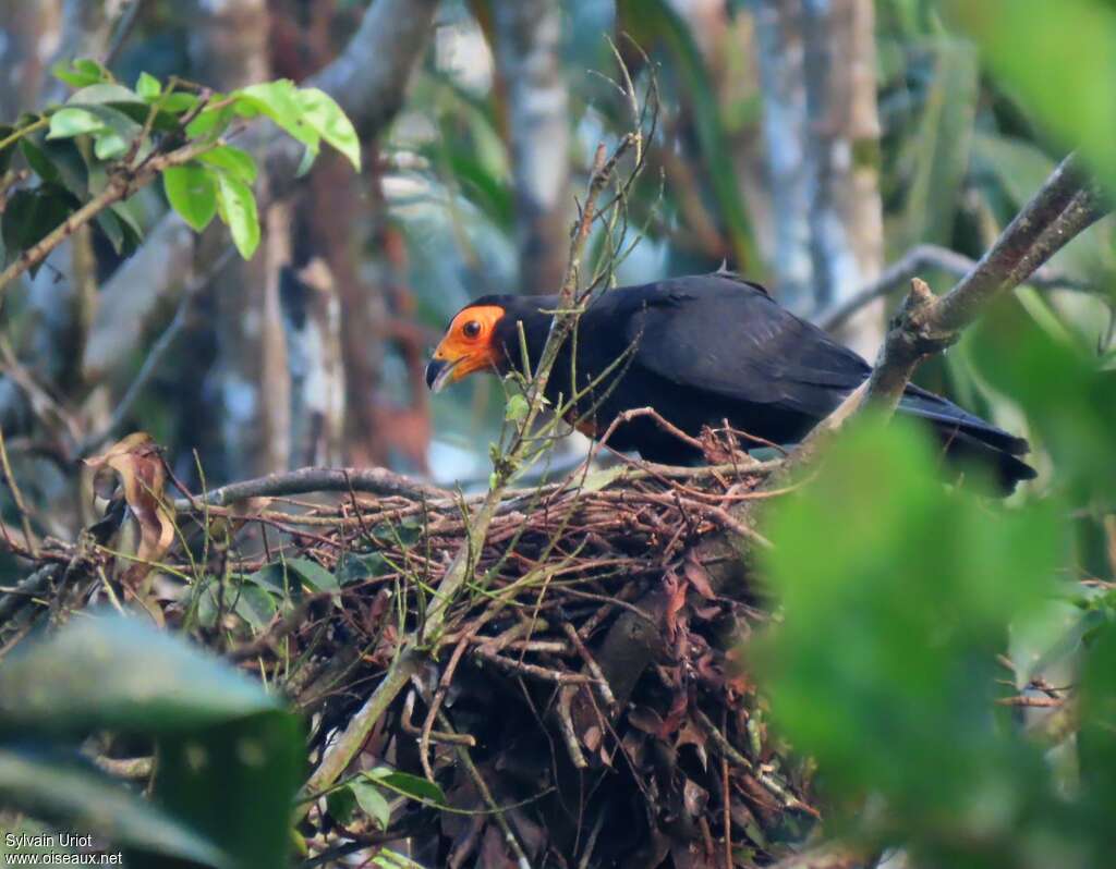 Black Caracaraadult, eats