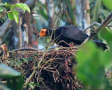 Black Caracara