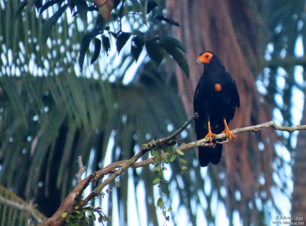 Black Caracaraadult