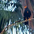 Caracara noir