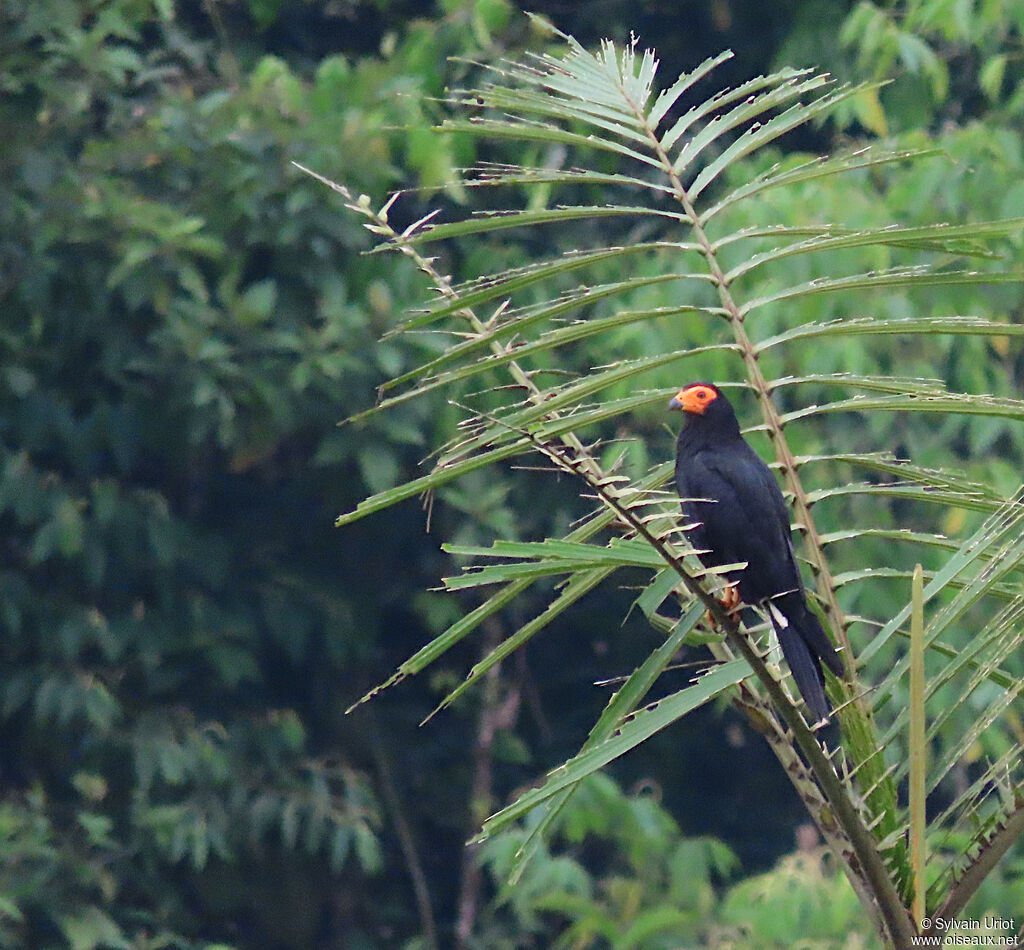 Caracara noiradulte