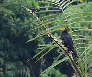 Caracara noir