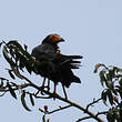 Caracara noir