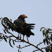 Caracara noir